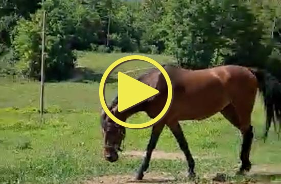 Cascina Borego | cavalli e asini al pascolo